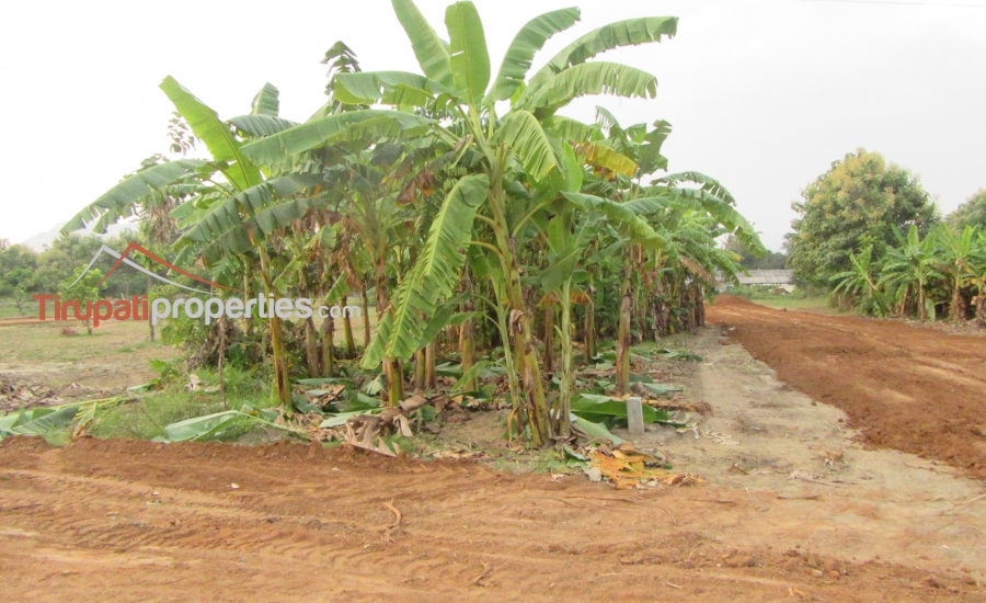 Low Budget Plots and Below 45 Lacs Houses for Sale Near Chandragiri Fort Junction